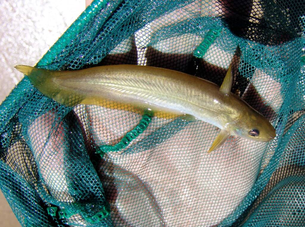 Hyrtl's Catfish (Neosilurus hyrtlii), Central Australia, NT