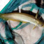 Hyrtl's Catfish (Neosilurus hyrtlii), Central Australia, NT