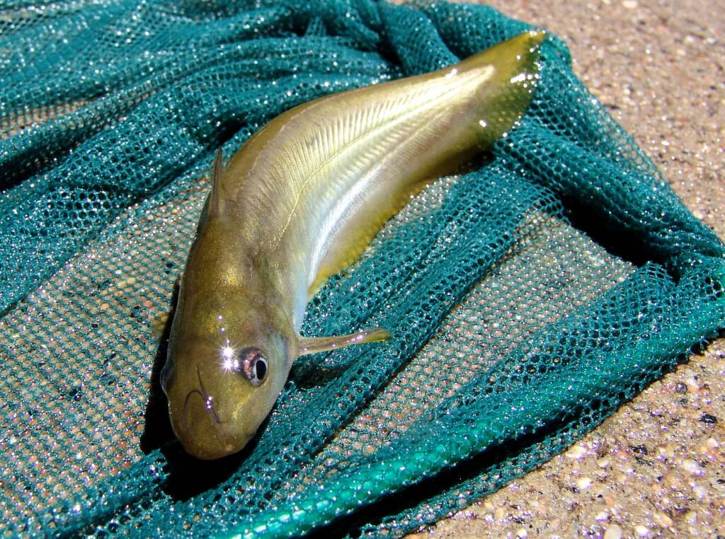 Hyrtl's Catfish (Neosilurus hyrtlii), Central Australia, NT