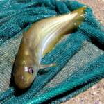 Hyrtl's Catfish (Neosilurus hyrtlii), Central Australia, NT