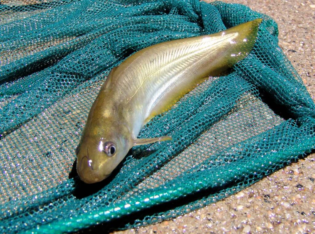 Hyrtl's Catfish (Neosilurus hyrtlii), Central Australia, NT