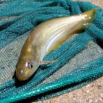 Hyrtl's Catfish (Neosilurus hyrtlii), Central Australia, NT