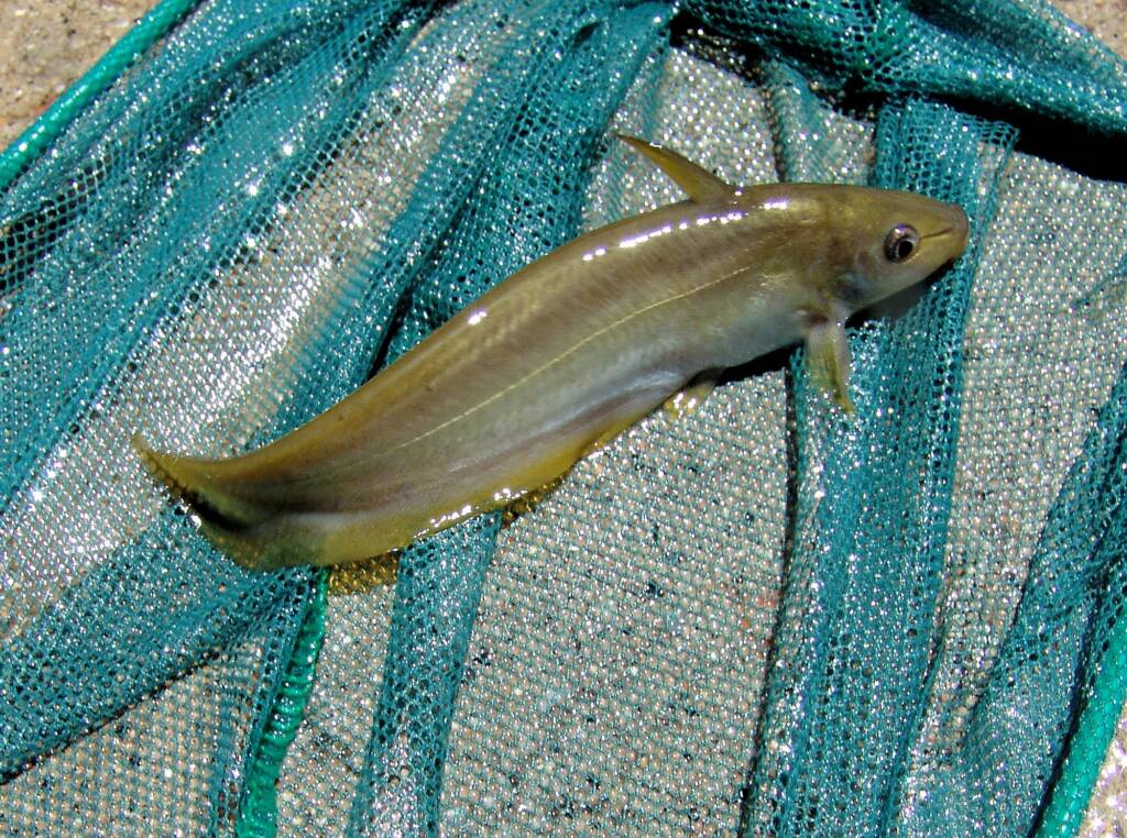 Hyrtl's Catfish (Neosilurus hyrtlii), Central Australia, NT