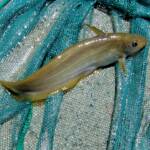 Hyrtl's Catfish (Neosilurus hyrtlii), Central Australia, NT