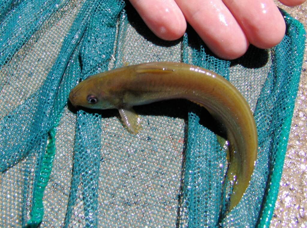 Hyrtl's Catfish (Neosilurus hyrtlii), Central Australia, NT