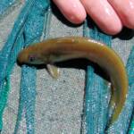 Hyrtl's Catfish (Neosilurus hyrtlii), Central Australia, NT