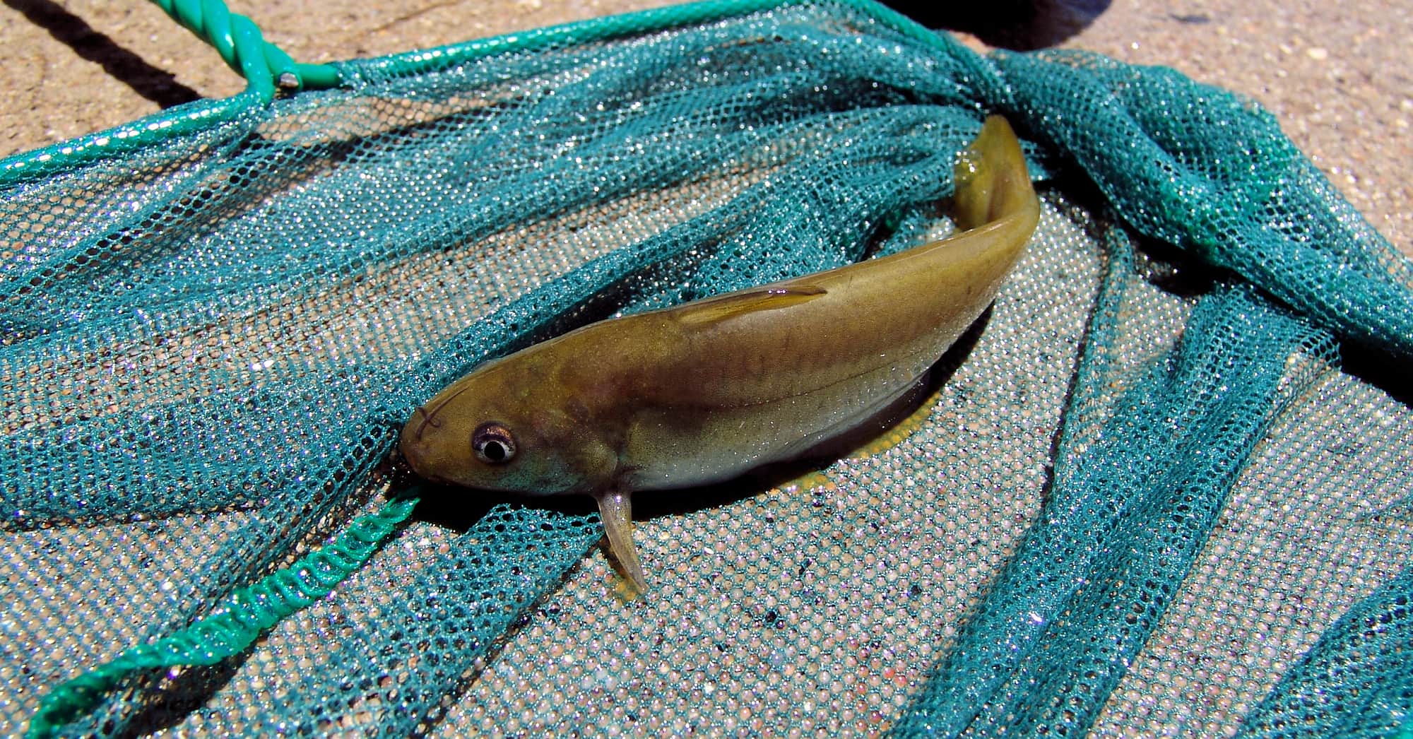 Hyrtl's Catfish (Neosilurus hyrtlii), Central Australia, NT