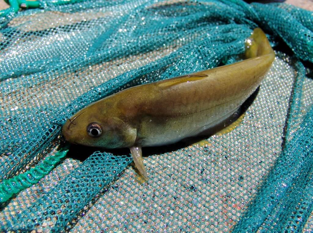 Hyrtl's Catfish (Neosilurus hyrtlii), Central Australia, NT
