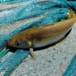 Hyrtl's Catfish (Neosilurus hyrtlii), Central Australia, NT