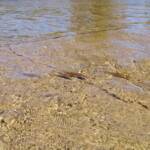 Hyrtl's Catfish (Neosilurus hyrtlii), Central Australia, NT