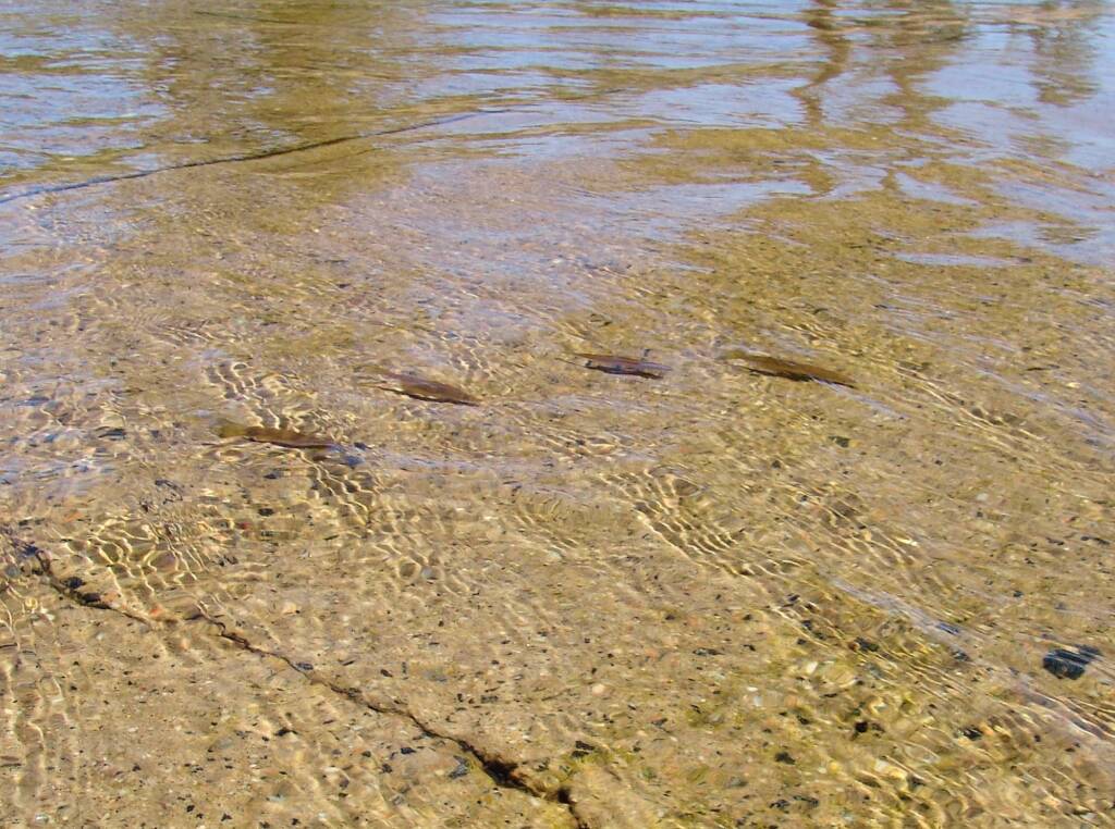 Hyrtl's Catfish (Neosilurus hyrtlii), Central Australia, NT