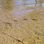 Hyrtl's Catfish (Neosilurus hyrtlii), Central Australia, NT