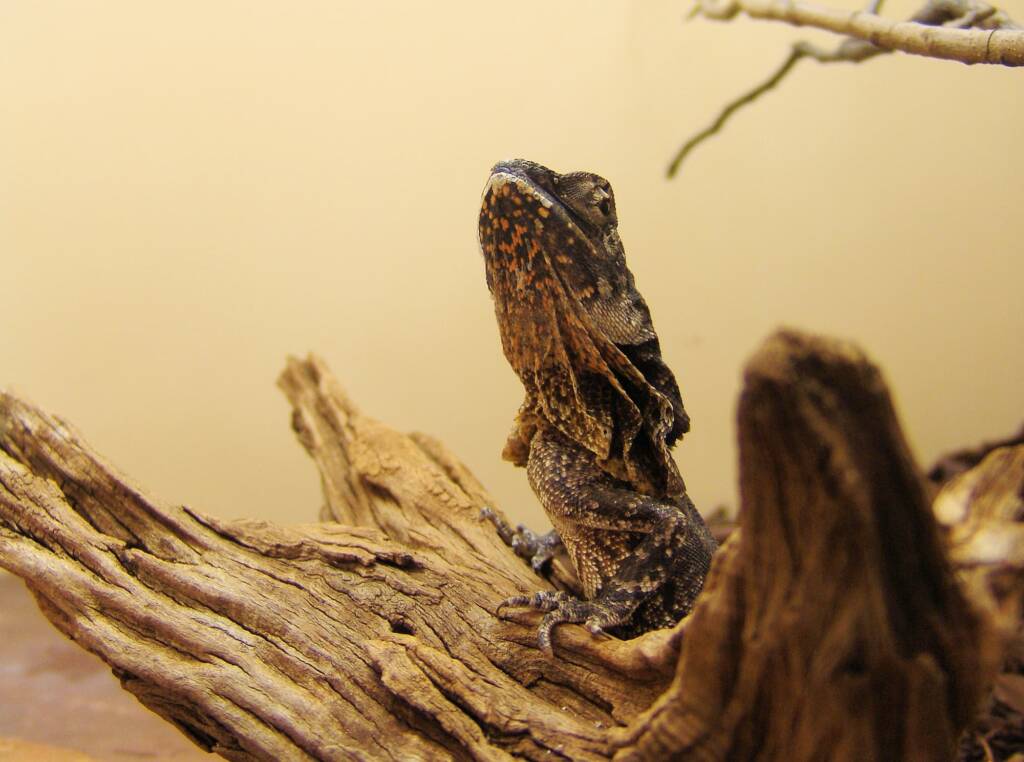 Frilled Neck Lizard (Chlamydosaurus kingii)