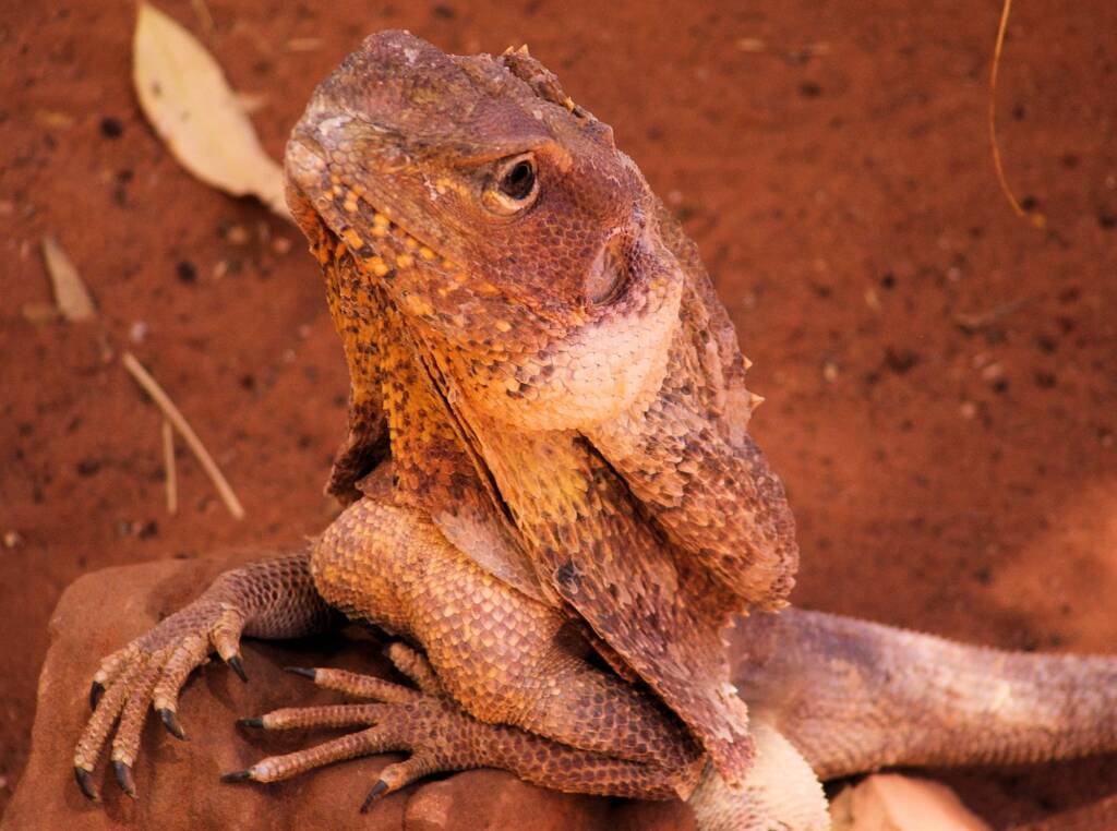 Frilled Neck Lizard (Chlamydosaurus kingii)