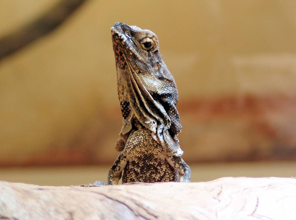 Frilled Neck Lizard (Chlamydosaurus kingii)