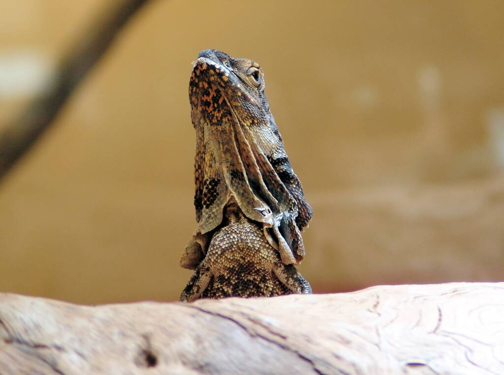 Frilled Neck Lizard (Chlamydosaurus kingii)