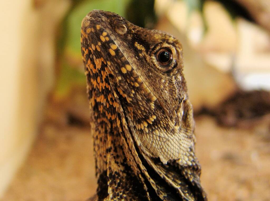 Frilled Neck Lizard (Chlamydosaurus kingii)