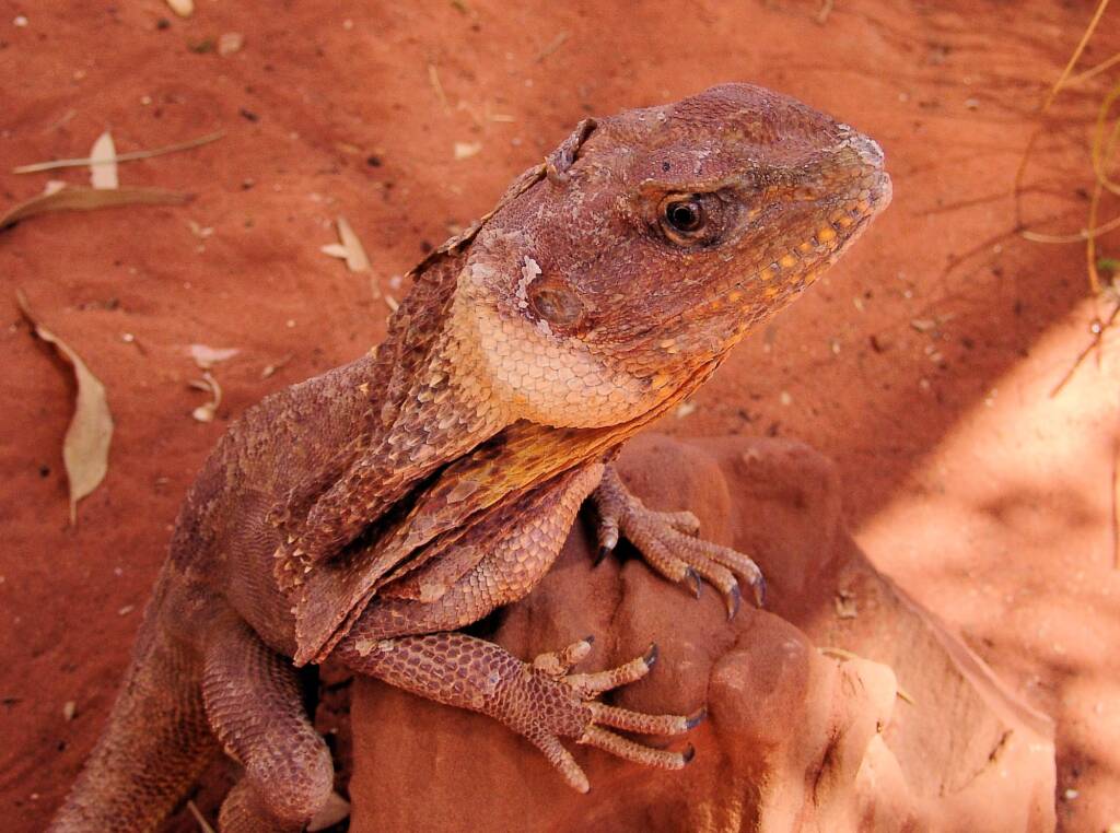 Frilled Neck Lizard (Chlamydosaurus kingii)