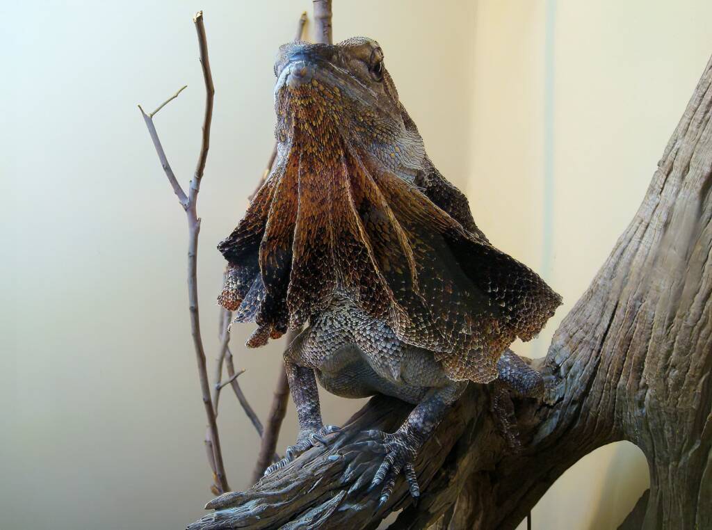 Frilled Neck Lizard (Chlamydosaurus kingii)