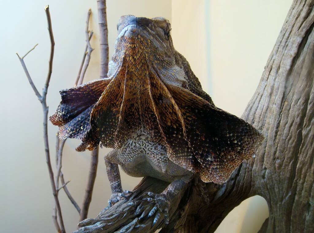 Frilled Neck Lizard (Chlamydosaurus kingii)