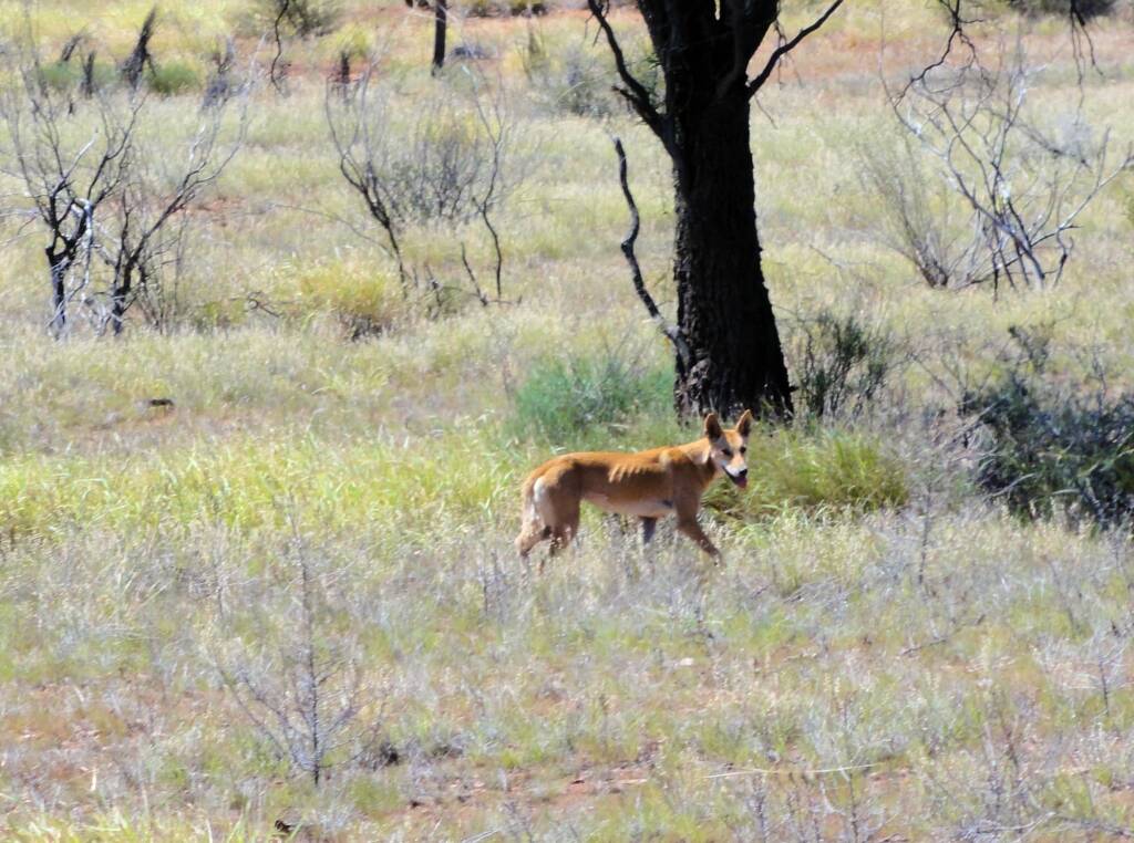 Dingo near Glen Helen Gorge