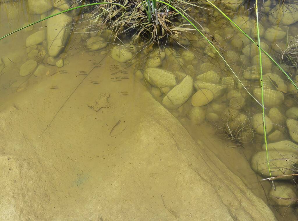 Fish swimming across Namatjira Drive - Finke River crossing at Glen Helen