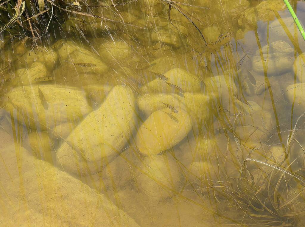 Fish swimming across Namatjira Drive - Finke River crossing at Glen Helen