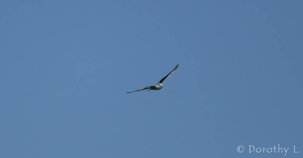 Juvenile Black-shouldered Kite (Elanus axillaris)