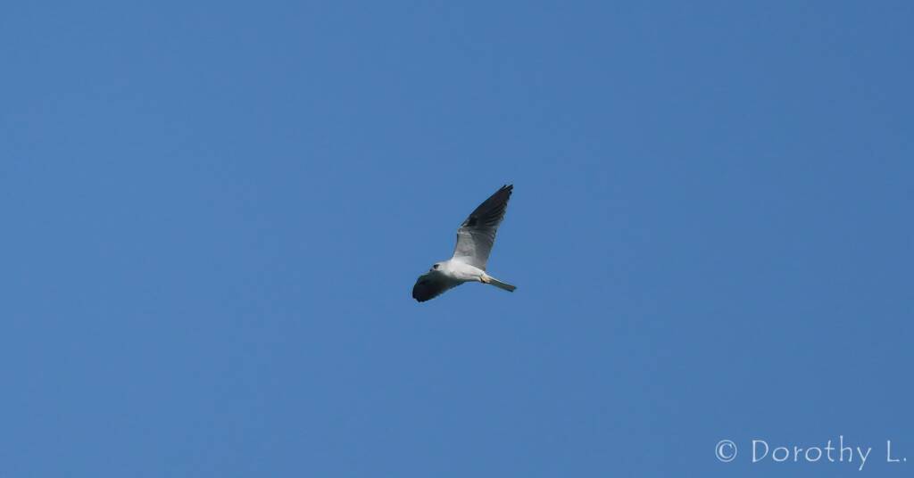 Juvenile Black-shouldered Kite (Elanus axillaris)
