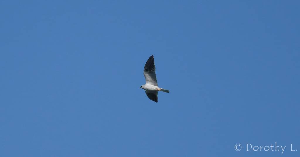 Juvenile Black-shouldered Kite (Elanus axillaris)