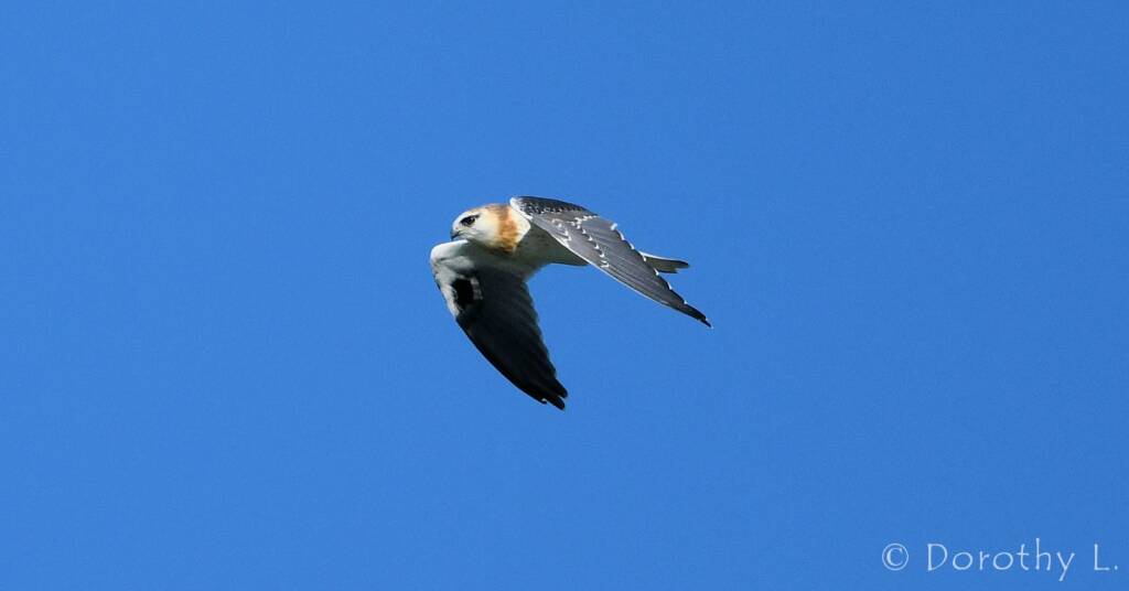 Juvenile Black-shouldered Kite (Elanus axillaris)