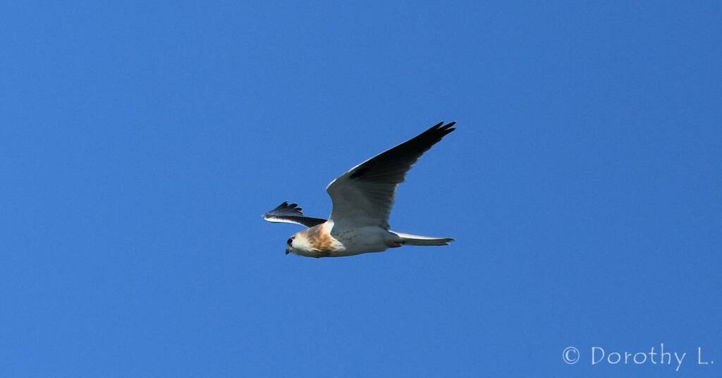 Juvenile Black-shouldered Kite (Elanus axillaris)