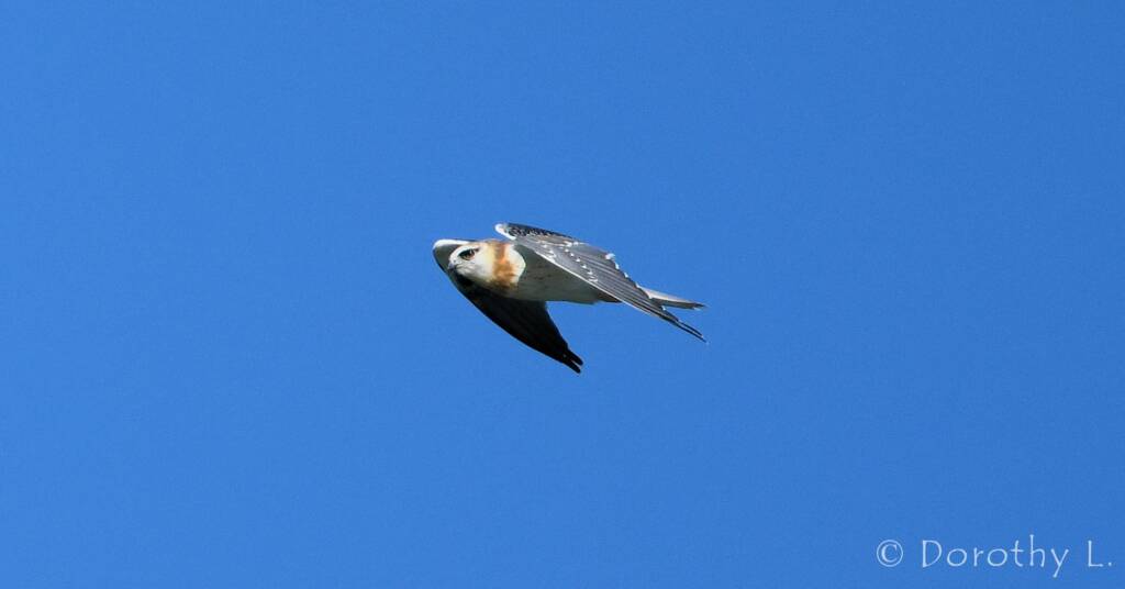 Juvenile Black-shouldered Kite (Elanus axillaris)