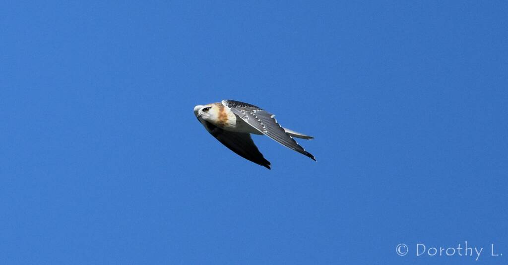 Juvenile Black-shouldered Kite (Elanus axillaris)