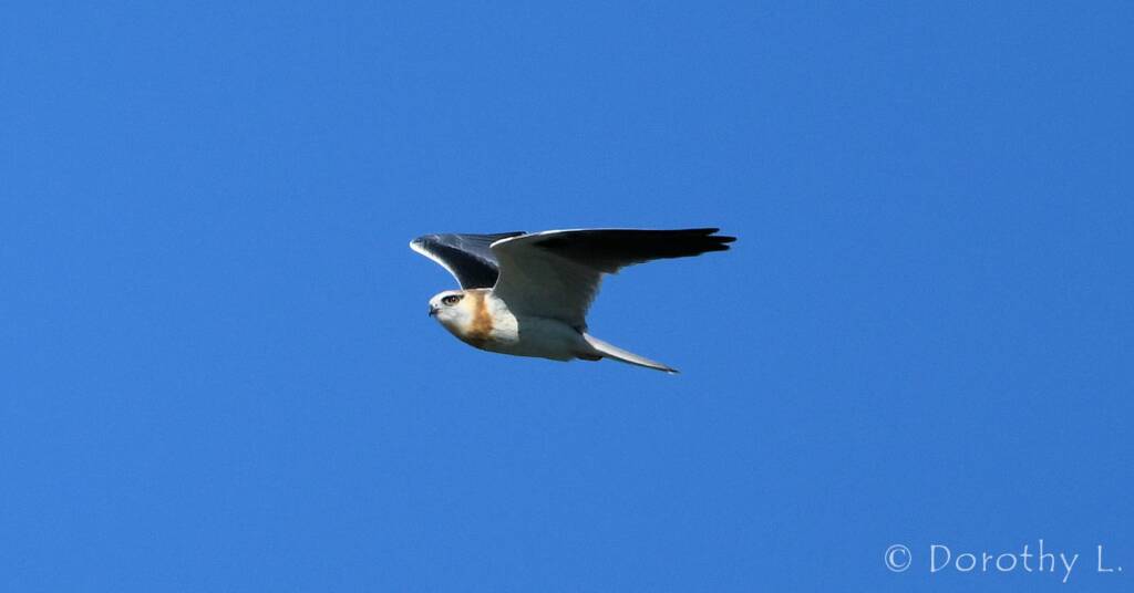 Juvenile Black-shouldered Kite (Elanus axillaris)