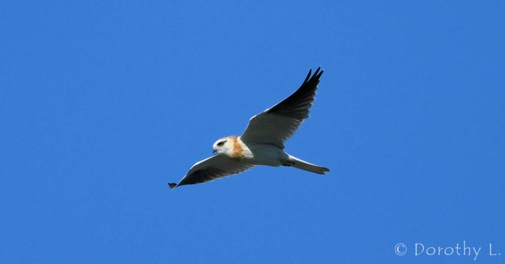 Juvenile Black-shouldered Kite (Elanus axillaris)