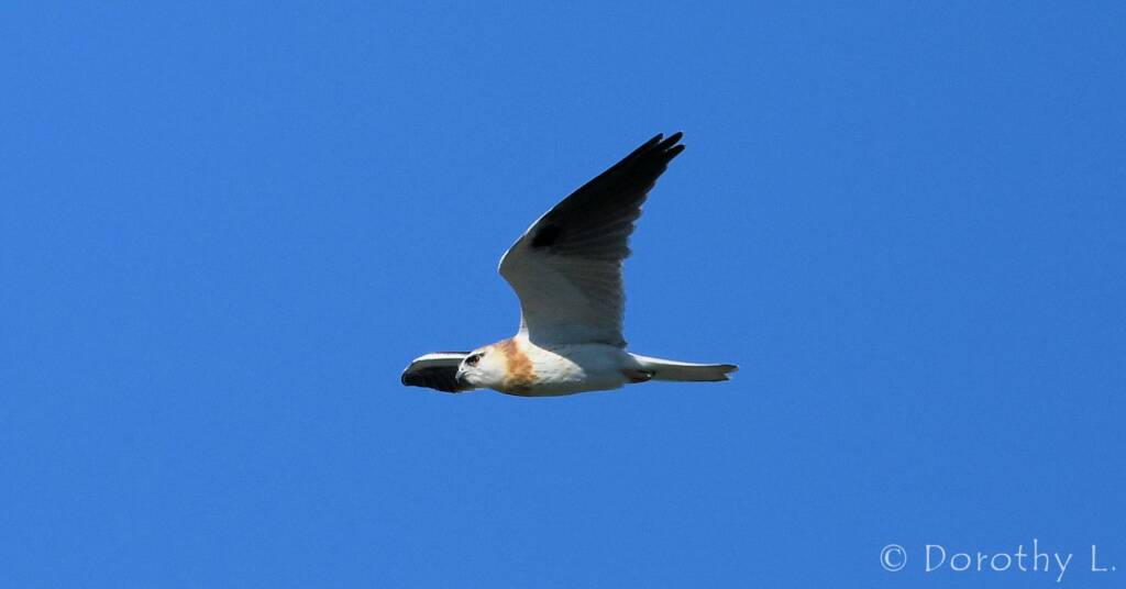 Juvenile Black-shouldered Kite (Elanus axillaris)