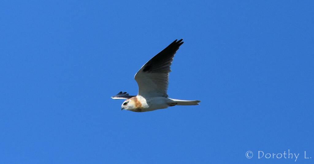 Juvenile Black-shouldered Kite (Elanus axillaris)