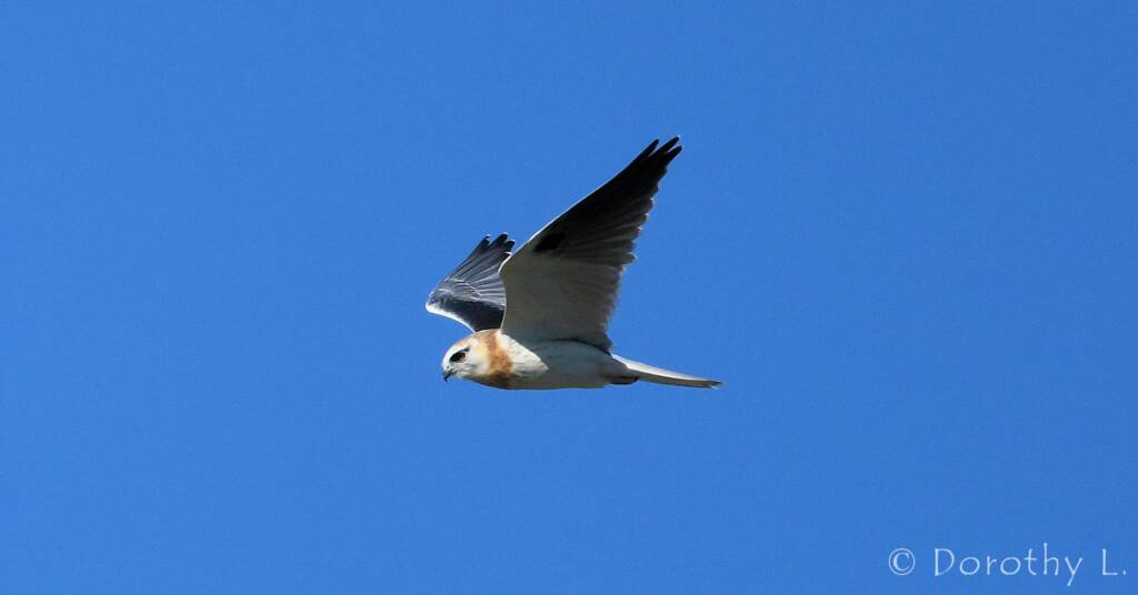 Juvenile Black-shouldered Kite (Elanus axillaris)