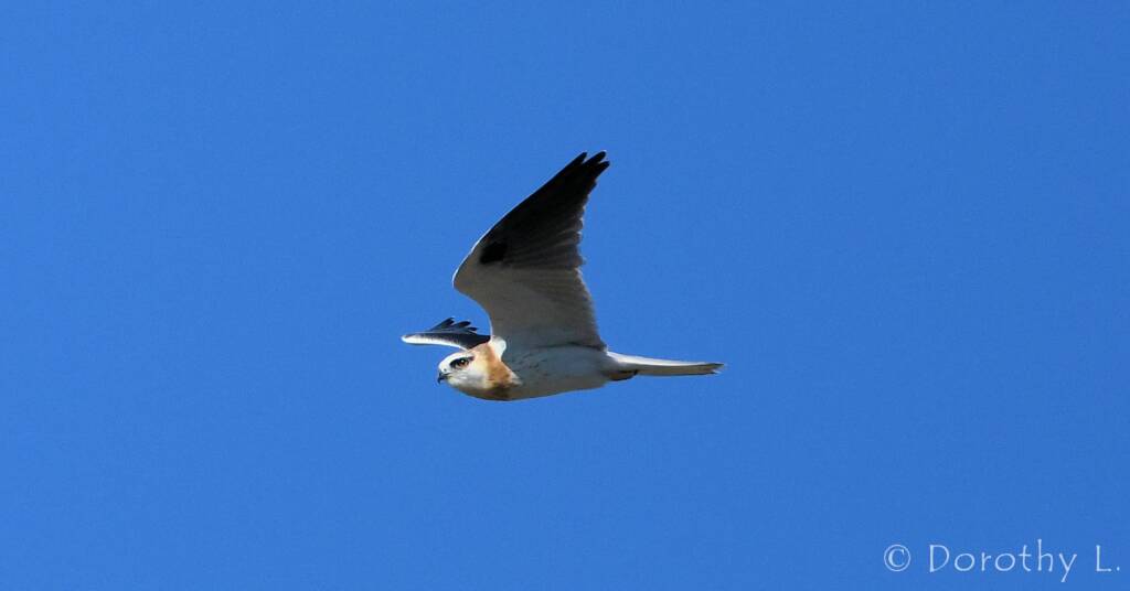 Juvenile Black-shouldered Kite (Elanus axillaris)