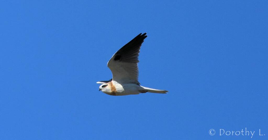 Juvenile Black-shouldered Kite (Elanus axillaris)
