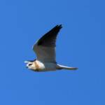 Juvenile Black-shouldered Kite (Elanus axillaris)