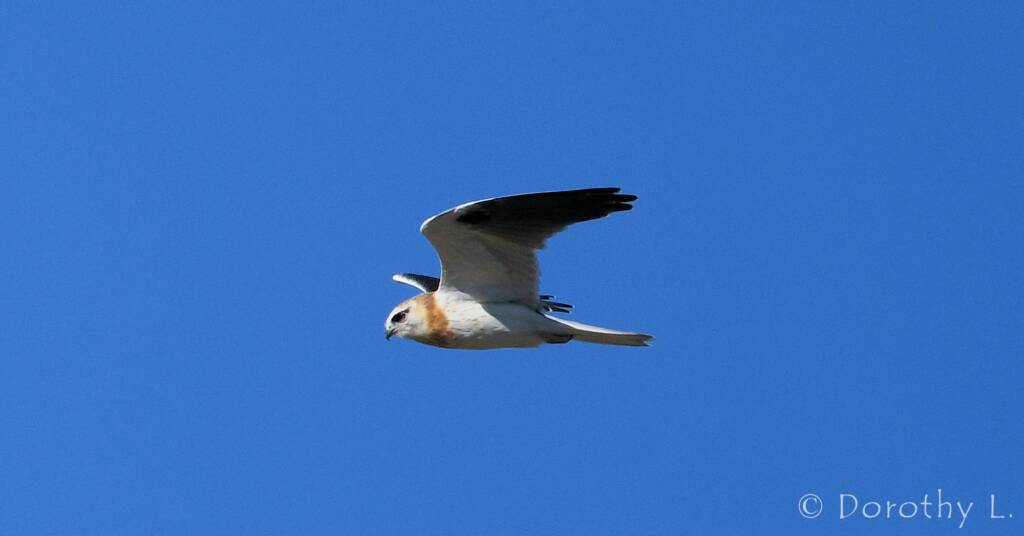 Juvenile Black-shouldered Kite (Elanus axillaris)