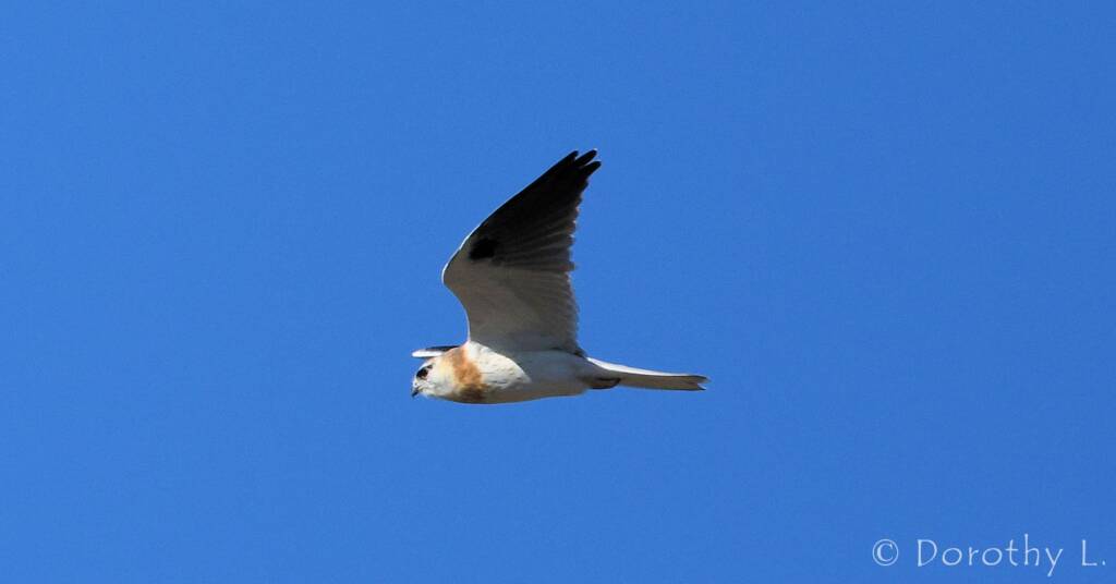 Juvenile Black-shouldered Kite (Elanus axillaris)