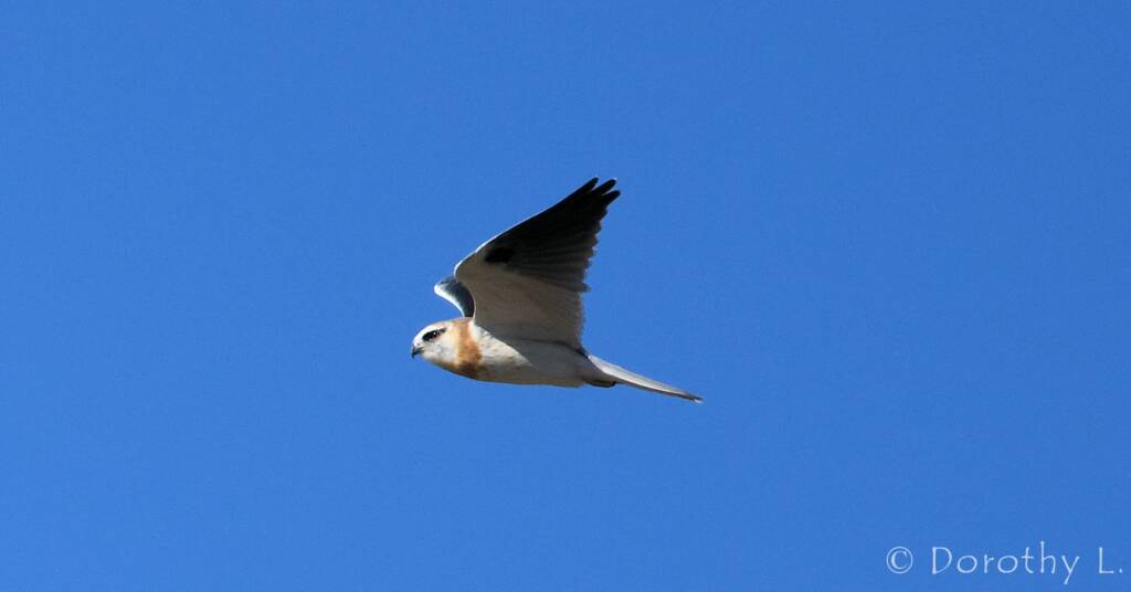 Juvenile Black-shouldered Kite (Elanus axillaris)
