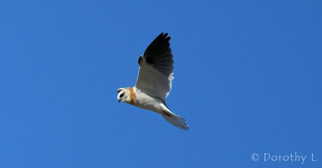 Juvenile Black-shouldered Kite (Elanus axillaris)