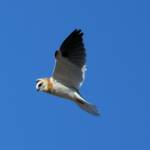Juvenile Black-shouldered Kite (Elanus axillaris)