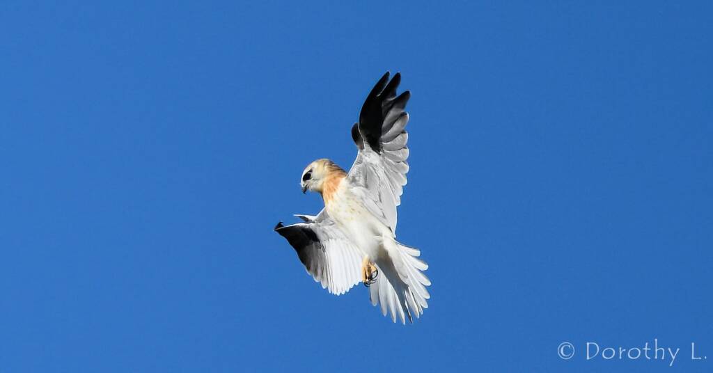 Juvenile Black-shouldered Kite (Elanus axillaris)