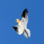 Juvenile Black-shouldered Kite (Elanus axillaris)