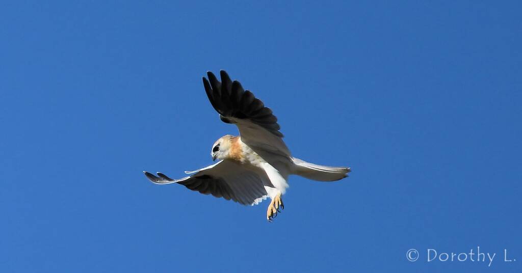 Juvenile Black-shouldered Kite (Elanus axillaris)
